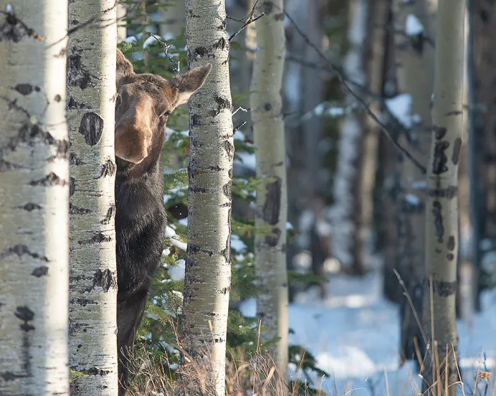 Crouching Tiger Peeking Moose