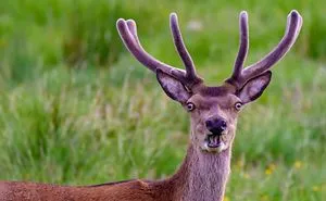 20 Funniest Wildlife Photos Of 2018 Have Been Announced, And They Will Make Your Day