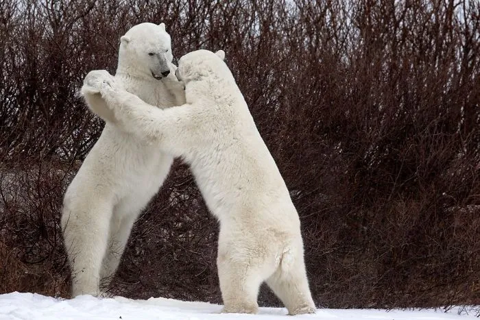 Bailando con osos