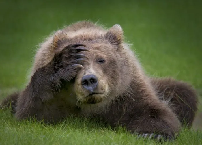 Oso con dolor de cabeza