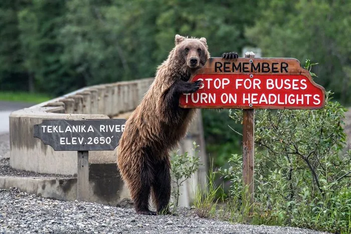 Drive Safe