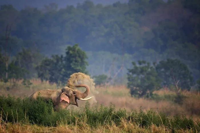 Elefante sonriente