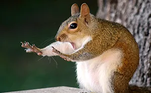20 Funniest Wildlife Photos Of 2018 Have Been Announced, And They Will Make Your Day