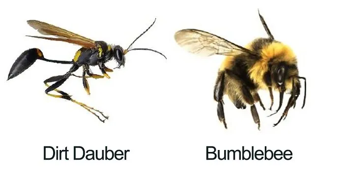 Someone Wrote A Funny Guide About Bees And Wasps And You Might Learn Something New