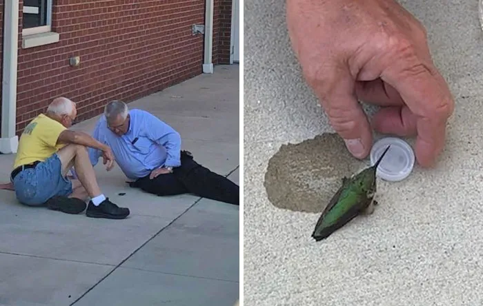 Tras un incendio en Carolina del Sur, alguna gente que fue a ayudar encontró a este colibrí exhausto. Le dieron agua con azúcar y poco después recuperó sus fuerzas y se fue volando