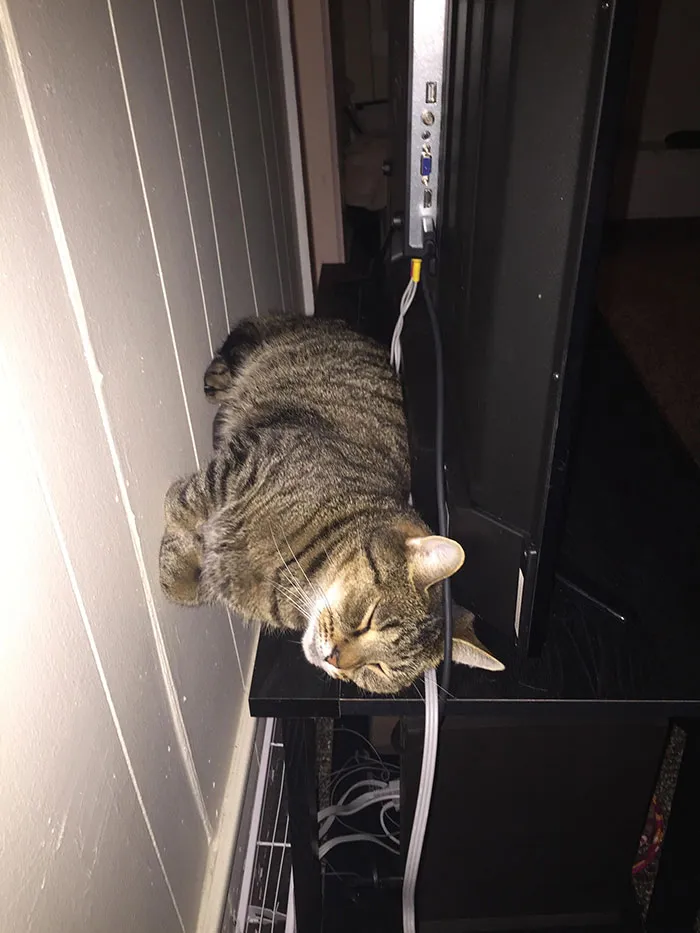 My Boyfriend's Cat Likes To Sleep Against The Wall