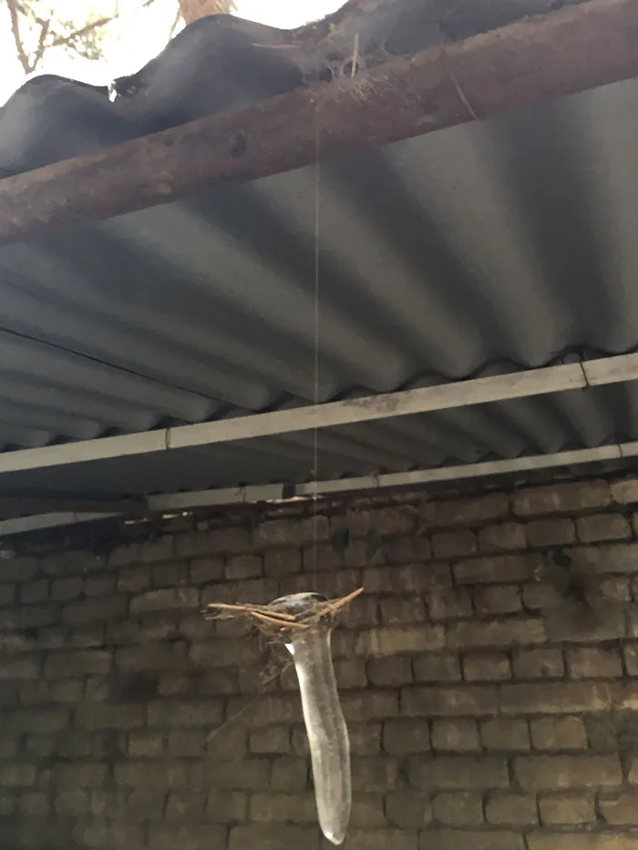 Found An Icicle Held Only By A Spider's Web