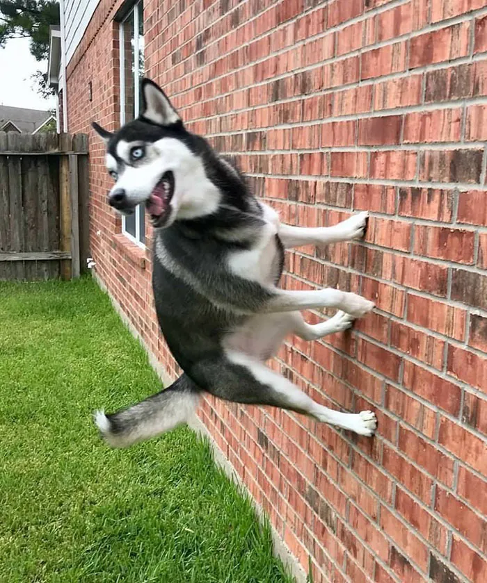 How Do I Turn The Anti-Gravity Setting Off On My Dog?