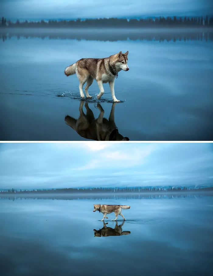 I Always Thought Jesus Was A Shepherd, Not A Husky