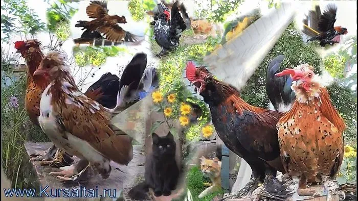 Altai Bantam Chickens Dance Tango