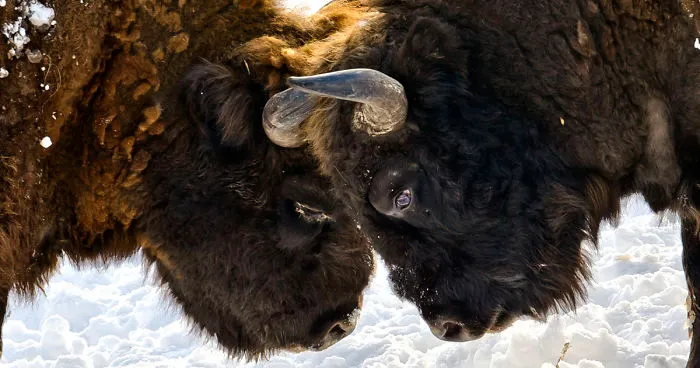 "Dragos Voda" Reserve: The Only Place In Europe Where You Can Meet Bisons In Freedom
