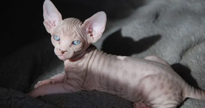 Hairless Kittens Or Adorable Little Aliens