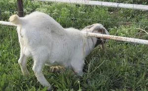 Hilariously Unbelievable Encounters With Goats That Prove They’re Actually Genius Trolls
