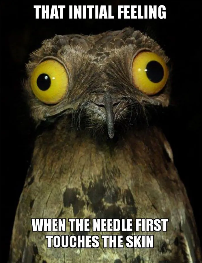 Wide-eyed owl meme about the initial sensation of a tattoo needle touching the skin, capturing a funny tattoo experience.