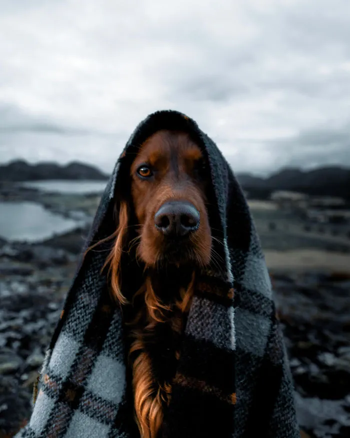 This Human And Dog Love Hiking Together In The Norwegian Wilderness, And Their Pics Are Absolutely Epic