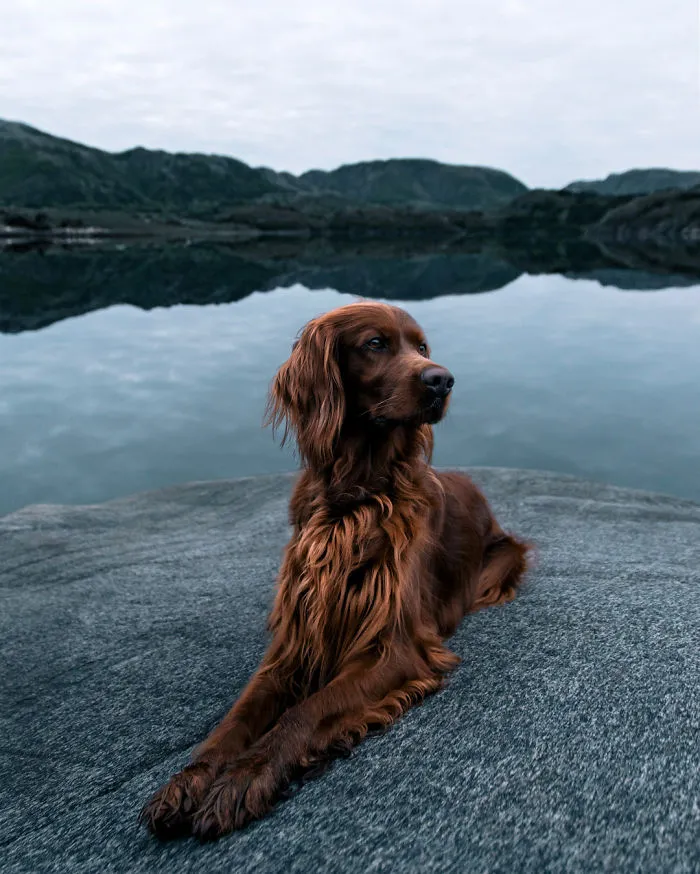 This Human And Dog Love Hiking Together In The Norwegian Wilderness, And Their Pics Are Absolutely Epic