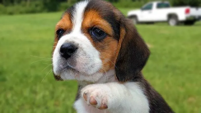 Cute And Funny Beagle Dog Compilation