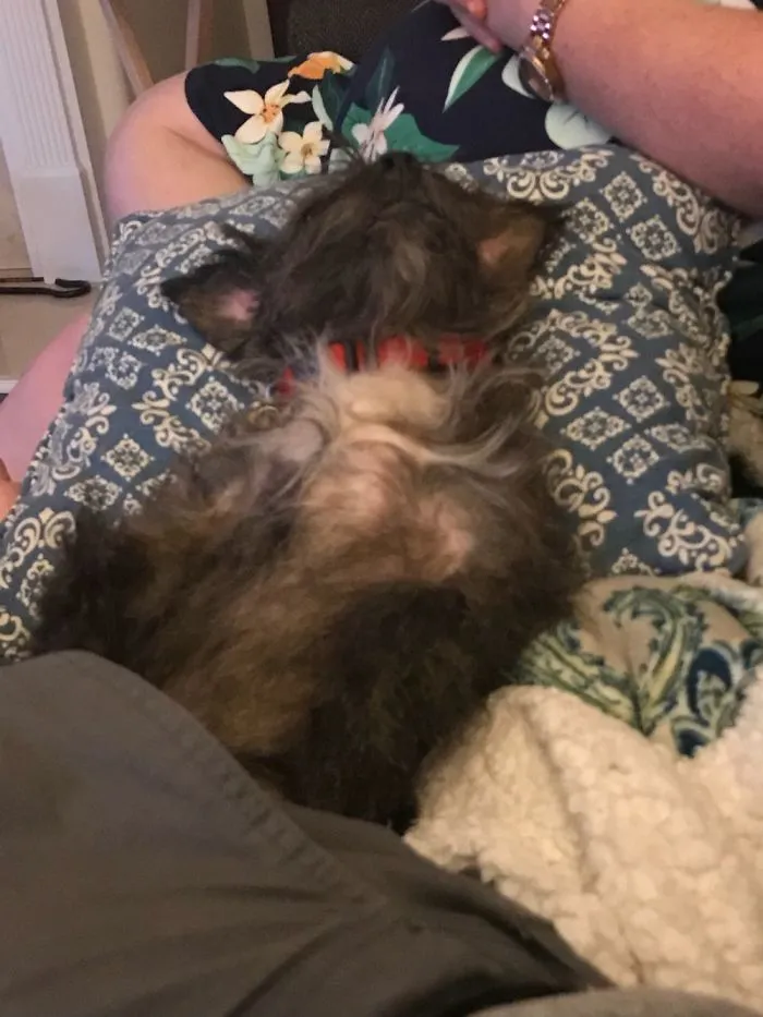 My Lazy Dog