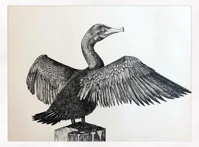 Cormorant
