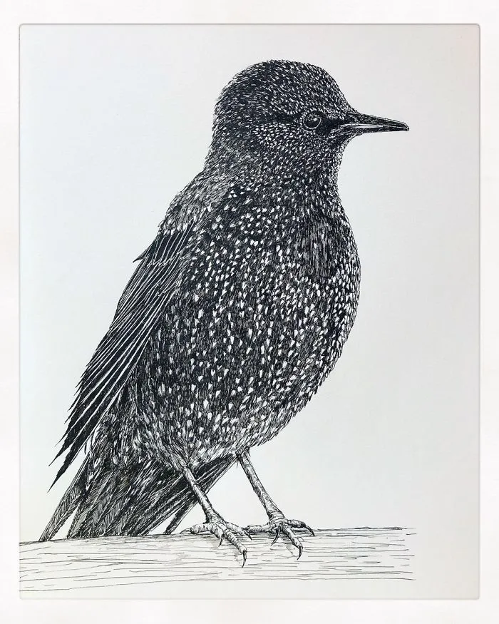 A Starling