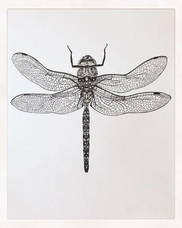 Dragonfly
