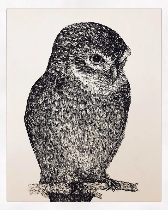 Owl