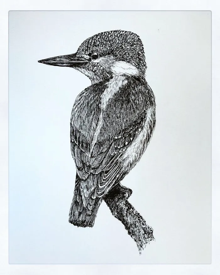 Kingfisher