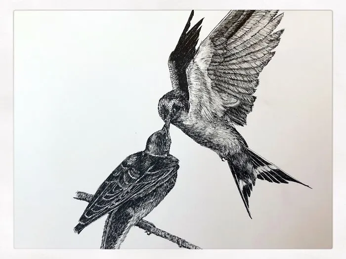 Swallows