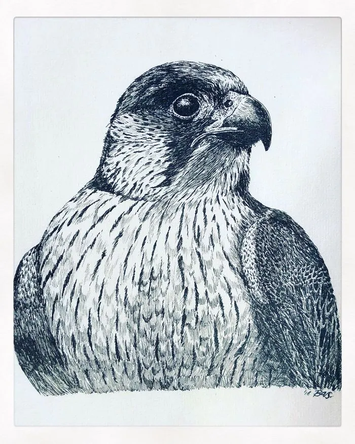 A Peregrine
