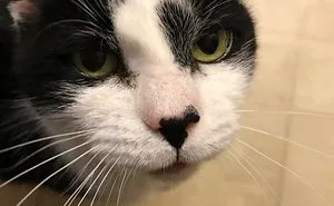 Cat Missing For 10 Years Reunited With Owner Thanks To Microchip