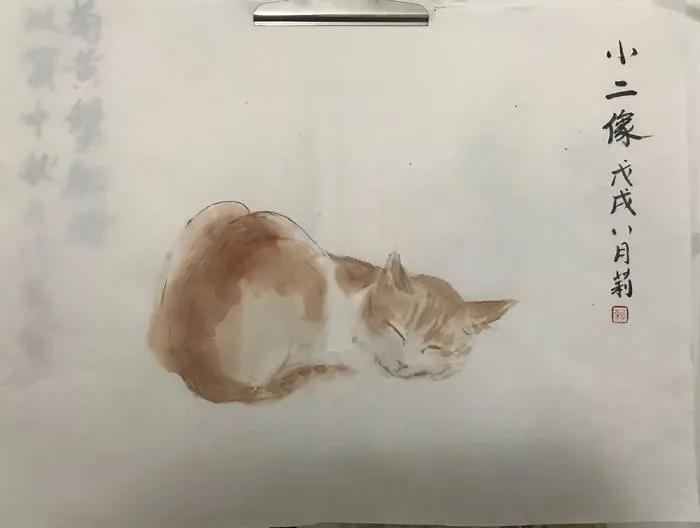 Cat