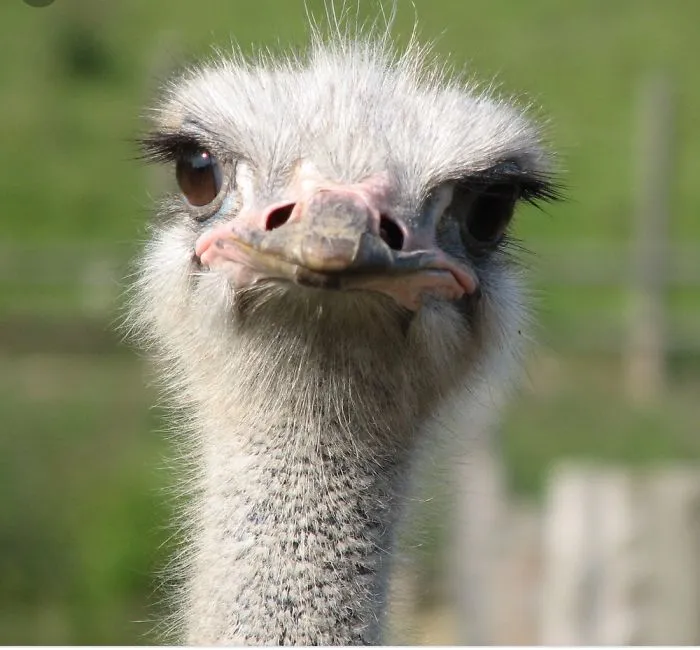 The Ostrich.