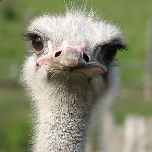 Leaf the ostrich