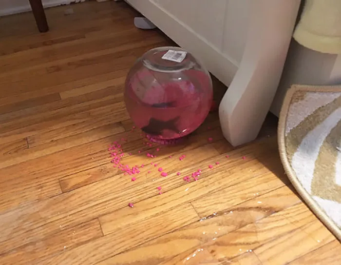 El gato ha tirado la pecera al suelo