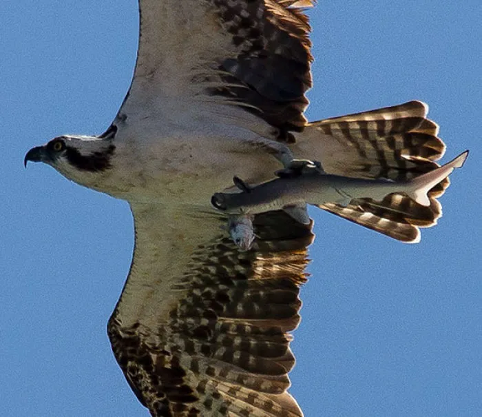 A Photographer Took A  Photo Of A Bird Holding A Shark With Fish In Its Mouth