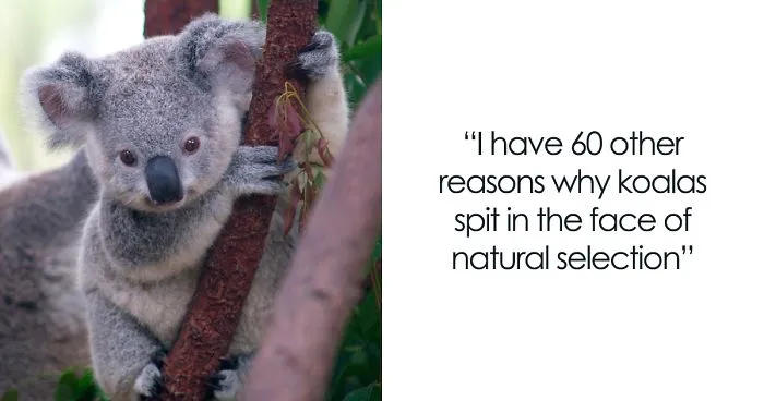 Tumblr Explains Why Koalas Are Animals That Make Absolutely No Sense