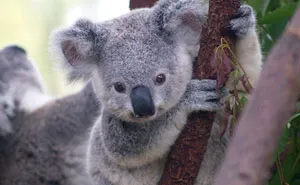 Tumblr Explains Why Koalas Are Animals That Make Absolutely No Sense