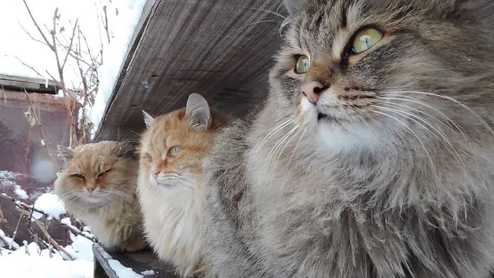 Siberian Cats, Snowfall, Tyoma, Solnyshko (Sunny), Pooh, Snowfall