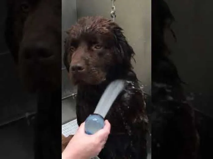 I Gave My Newfie A Bath