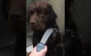 I Gave My Newfie A Bath