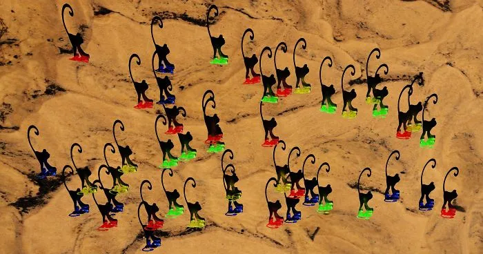 Monkey Camels