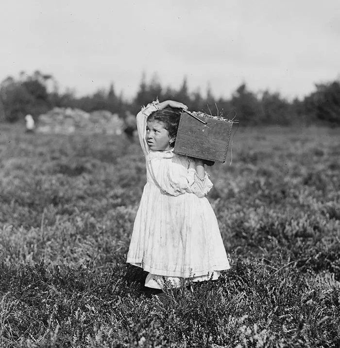 Eight-Year-Old, Jennie Camillo, Lives In West Maniyunk, Pa. For This Summer She Has Picked Cranberries. Location: Pemberton, New Jersey