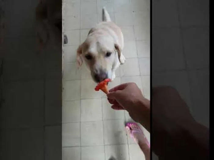 Puppy Is Eating A Flower