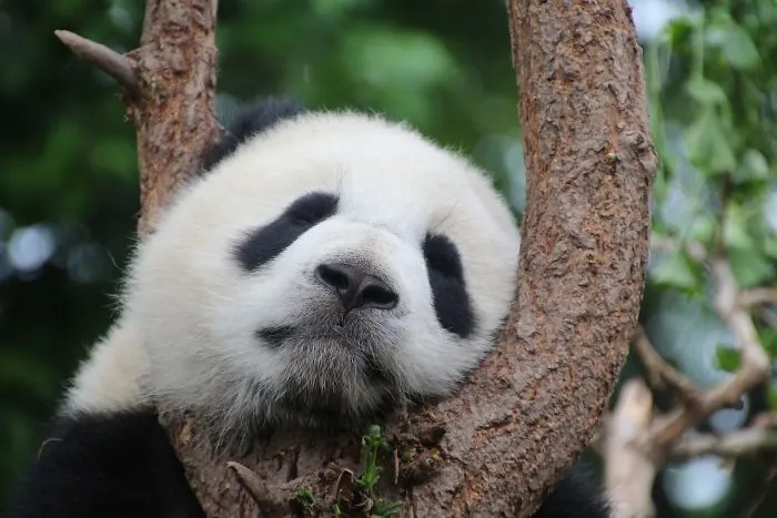 Why Craig Matthew Feigin Love Panda