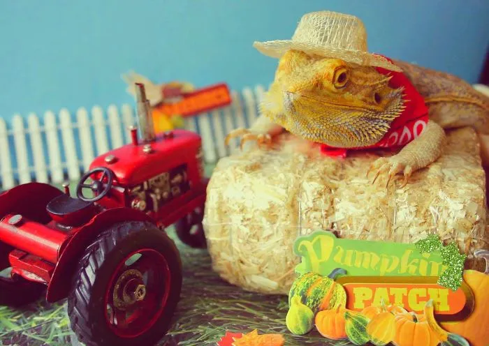 Did Someone Say Pumpkin Spice?