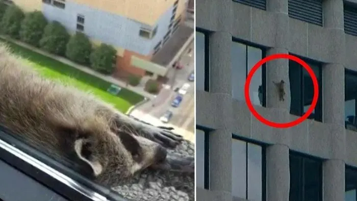 Daredevil Raccoon Bravely Scales Ocean City Building