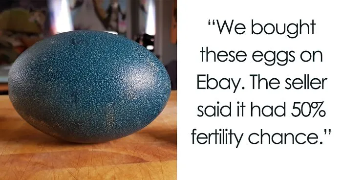 We Tried To Hatch These Four Eggs Bought On eBay And This Is How The Events Unfolded