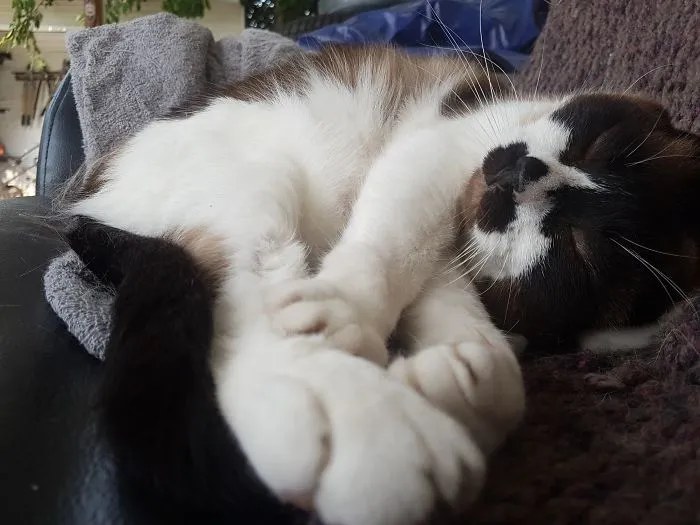 Here Is Yet Another Post About Cats...yes..cats