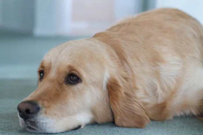 Veterinarians Reveal The Last Thing That Pets Do Before They Die And Their Heart Will Go To Know
