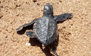 Turtles Come Back To Indian Beach For The First Time In 20 Years After World's Biggest Clean Up, Prove We Can Make A Difference